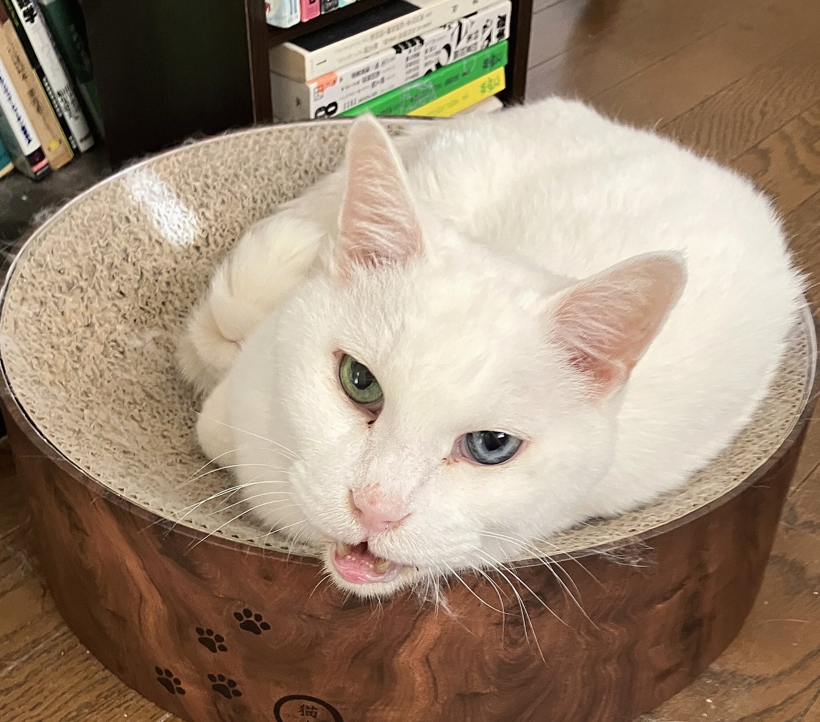 緑と青の瞳をもつ白い猫、もちの朝